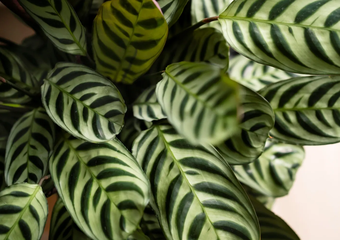 Folhagem ornamental